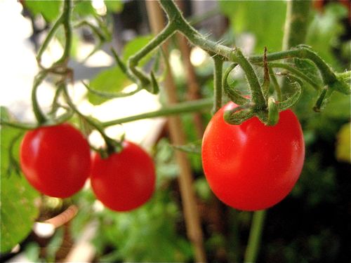 I almost picked and ate these as an appetizer...